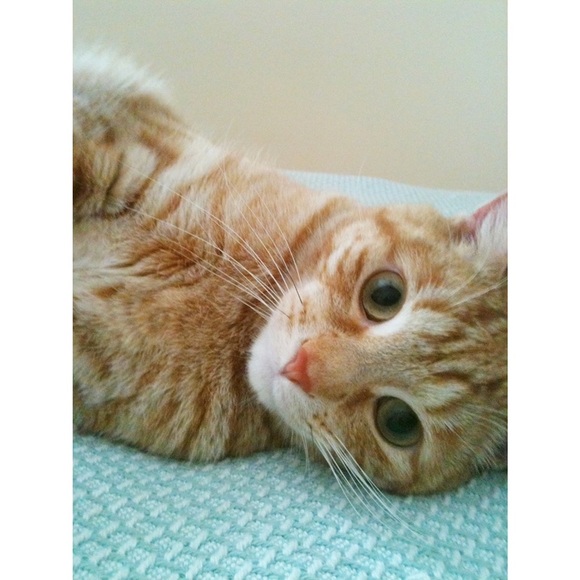 Cats! - Picture 5 of 9